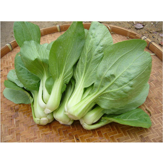 Shanghai Bok Choy